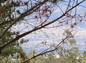 Vendo Terreno 19.984 m² Pifo, Alcantarillado, $50 C/m², A1 Km Vía, Vista — imagen 4