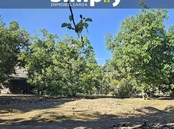 Terreno de 4000 m², Cerramiento, Totalmente Plano, con Agua de Riego, y 100 Plantas de Aguacate — imagen 4
