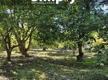 Terreno de 4000 m², Cerramiento, Totalmente Plano, con Agua de Riego, y 100 Plantas de Aguacate — imagen 3