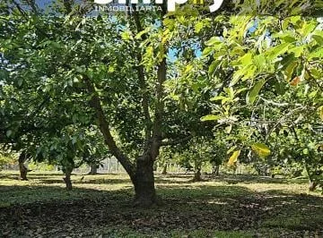Terreno de 4000 m², Cerramiento, Totalmente Plano, con Agua de Riego, y 100 Plantas de Aguacate — imagen 2