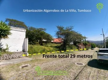 Algarrobos de La Viña — imagen 5