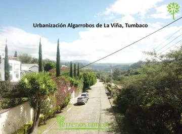 Algarrobos de La Viña — imagen 4