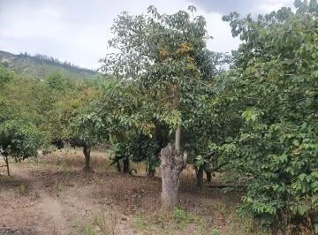 Venta Terreno Guayllabamba – Huertos Familiares 5.000 m² Árboles Frutales — imagen 5