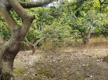 Venta Terreno Guayllabamba – Huertos Familiares 5.000 m² Árboles Frutales — imagen 4