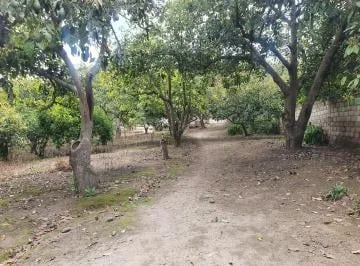 Venta Terreno Guayllabamba – Huertos Familiares 5.000 m² Árboles Frutales — imagen 3