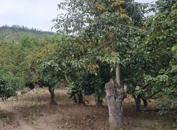 Venta Terreno Guayllabamba – Huertos Familiares 5.000 m² Árboles Frutales — imagen 2