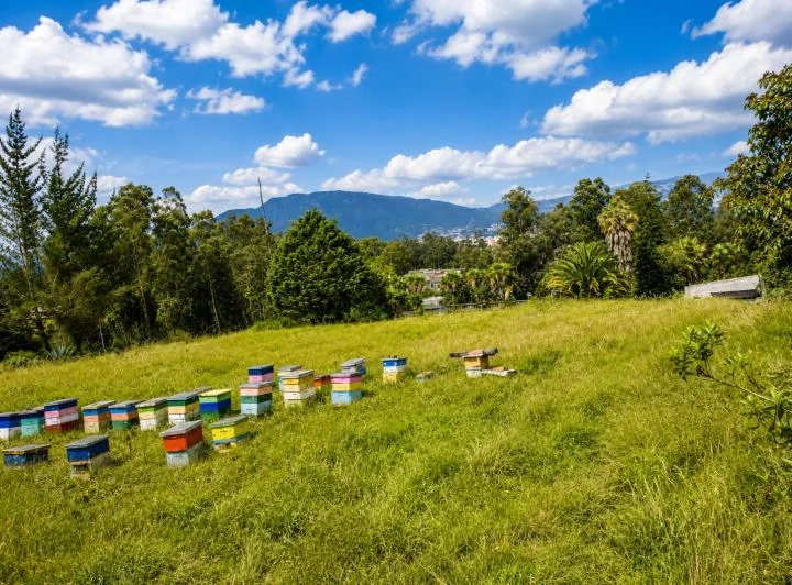 Terreno en Venta 4950 m² en La Macarena Alta. con Construcción y Vista Privilegiada — imagen 1