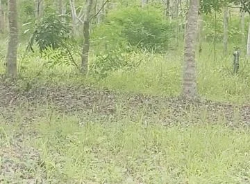 Venta 30 Has Km. 24 Chongon - daular (Colinda con Terreno del Futuro Nuevo Aeropuerto - Guayaquil), Guayas — imagen 4