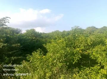 Hacienda Agrícola y Forestal 21.03 Has con Teca – Chongón, Guayaquil - Mons Garcia, Guayas — imagen 3
