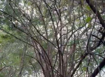 Vendo 60 Hectáreas en Via a La Costa, Limoncito, Se Puede Fraccionar Desde 1 Hectarea, Guayas — imagen 3