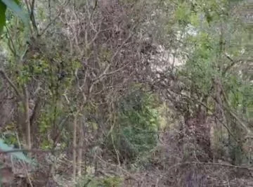 Vendo 60 Hectáreas en Via a La Costa, Limoncito, Se Puede Fraccionar Desde 1 Hectarea, Guayas — imagen 2