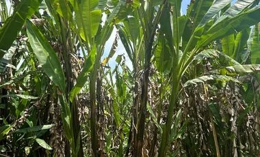 Terreno en venta en La Concordia — imagen 5