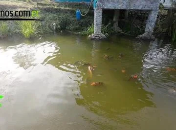 Hacienda de Venta en Archidona, 300 Has Prov. Napo, Napo — imagen 2