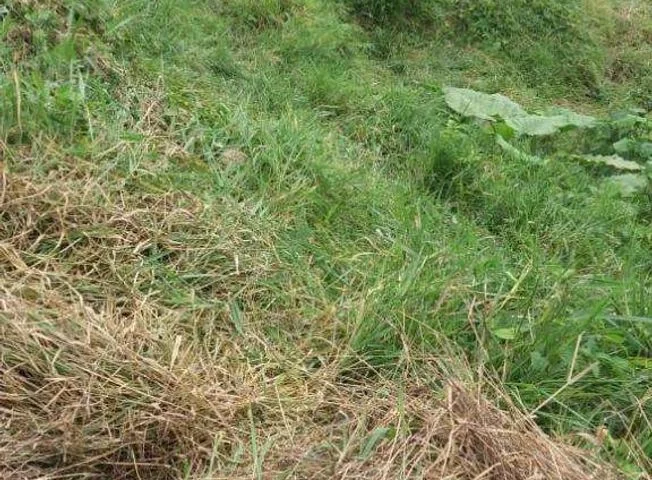 Terreno en venta en Santo Domingo — imagen 4