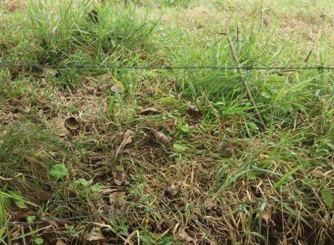Terreno en venta en Santo Domingo — imagen 3
