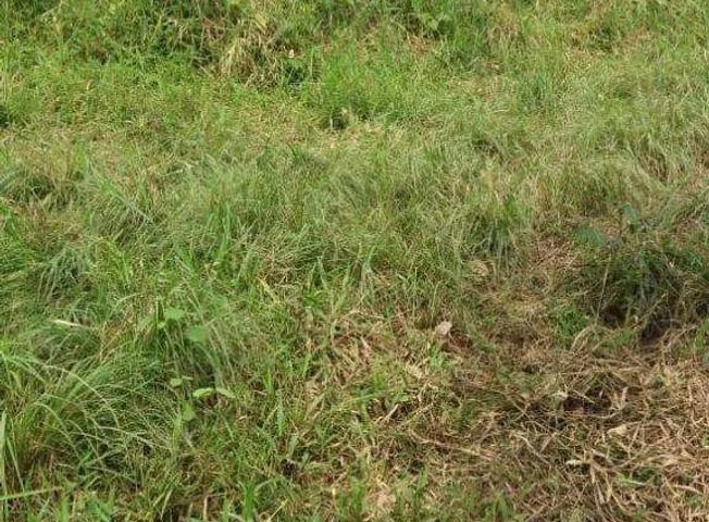 Terreno en venta en Santo Domingo — imagen 2