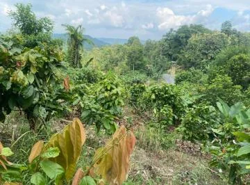 Puerto Quito, Vendo Terreno 4896 m², a 4 Min del Pueblo — imagen 4