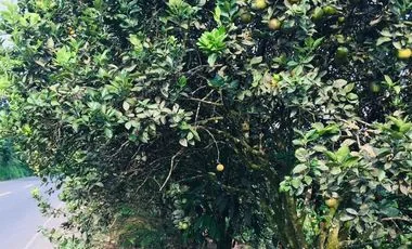 Terreno en venta en La Concordia — imagen 4