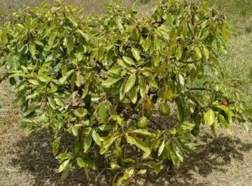 De Venta Finca de 5 Hectáreas en Urcuqui, Imbabura — imagen 2