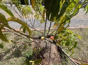 Venta Finca Agrícola - Industrial — imagen 2