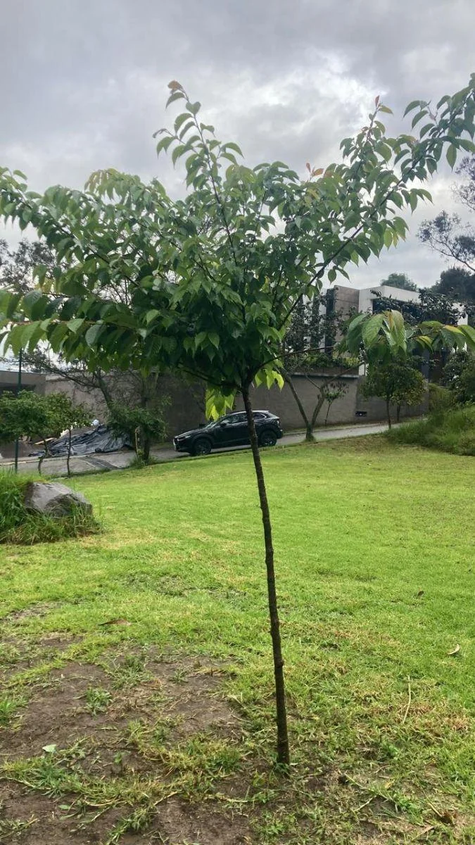 Terreno Bifamiliar en Cumbaya, 1.373 m² Precio Especial $200/m² — imagen 5