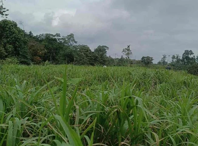 Terreno en venta en Pacto — imagen 3