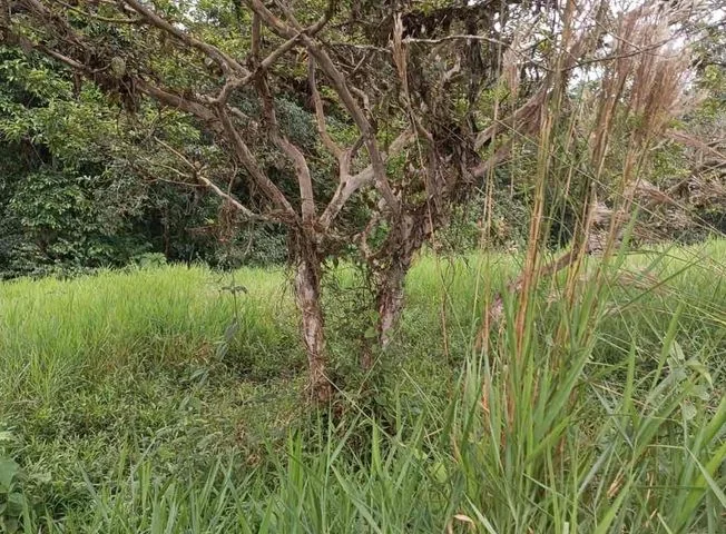 Terreno en venta en Pacto — imagen 2