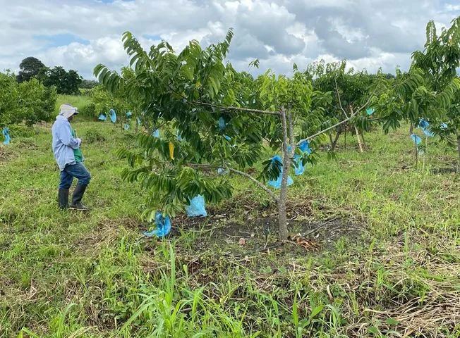 Terreno en venta en Pedro Carbo — imagen 3