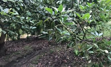 Terreno en venta en Guayllabamba — imagen 5