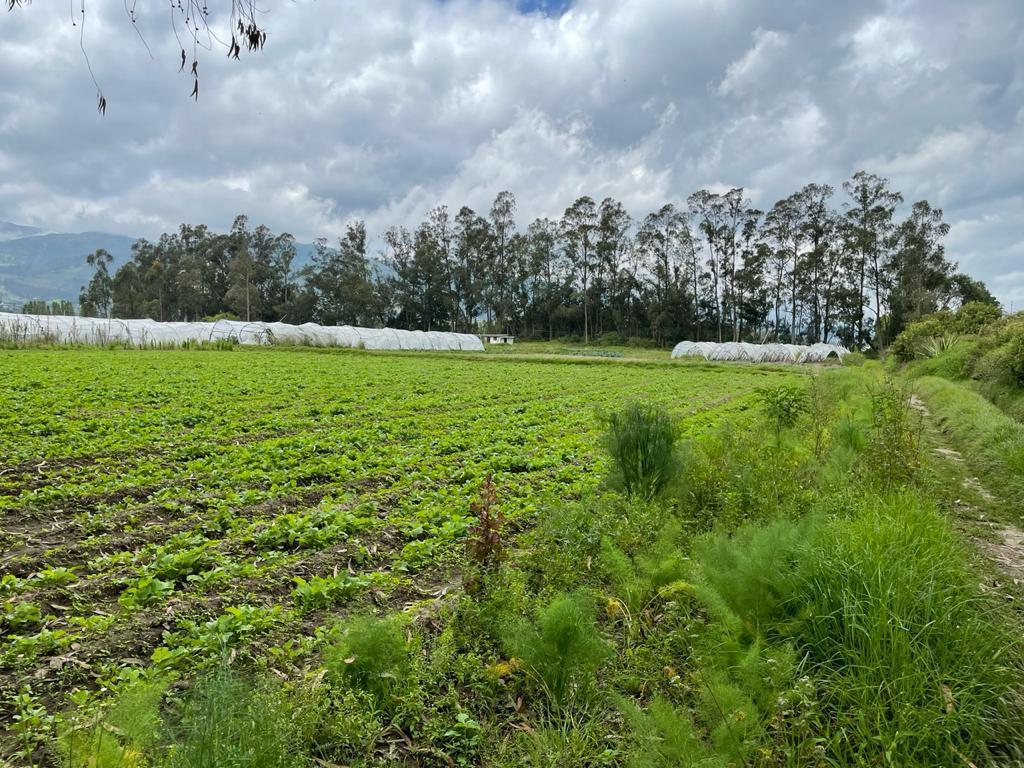 Venta Lotes de Terreno de 7.723 m² Al Filo de Carretera, Via Al Aeropuerto Sector Tababela — imagen 6