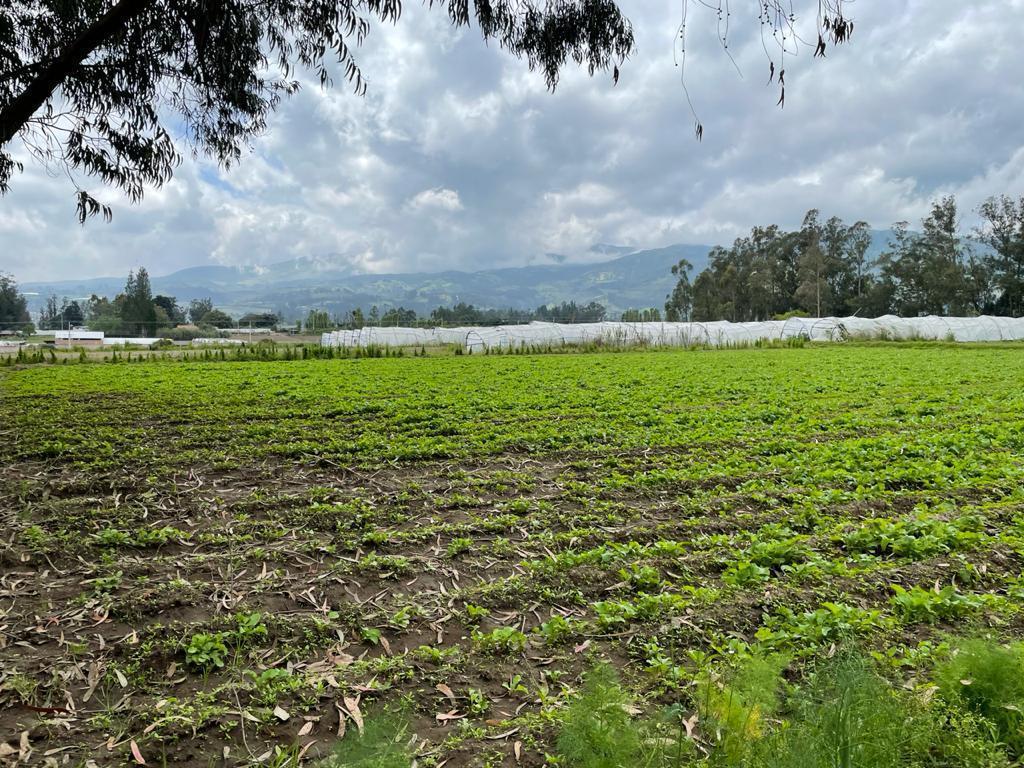 Venta Lotes de Terreno de 7.723 m² Al Filo de Carretera, Via Al Aeropuerto Sector Tababela — imagen 3