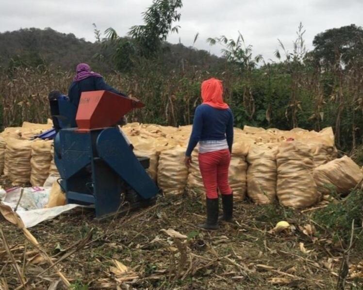 Hacienda en Santa Elena Cacao, Maiz, Platano y Ganadería — imagen 10