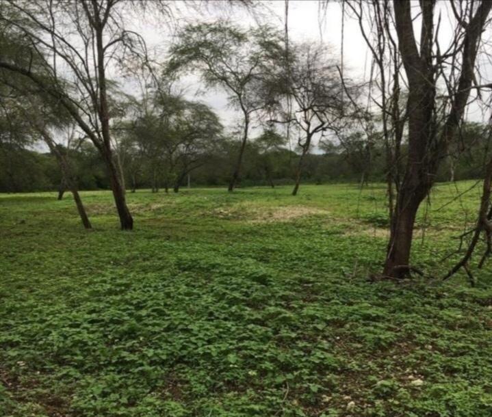 Hacienda en Santa Elena Cacao, Maiz, Platano y Ganadería — imagen 6