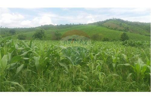 Finca de Venta en Lodana Santa Ana Manabí, Manabí — imagen 9
