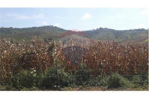 Finca de Venta en Lodana Santa Ana Manabí, Manabí — imagen 7