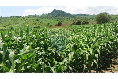 Finca de Venta en Lodana Santa Ana Manabí, Manabí — imagen 6