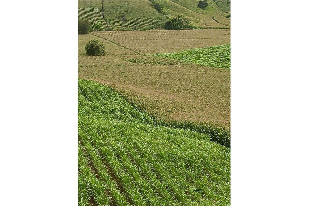 Finca de Venta en Lodana Santa Ana Manabí, Manabí — imagen 5