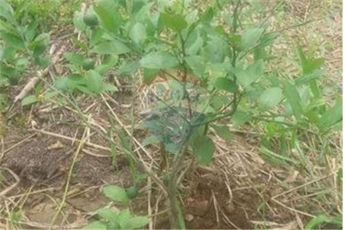 Finca de Venta en Lodana Santa Ana Manabí, Manabí — imagen 4