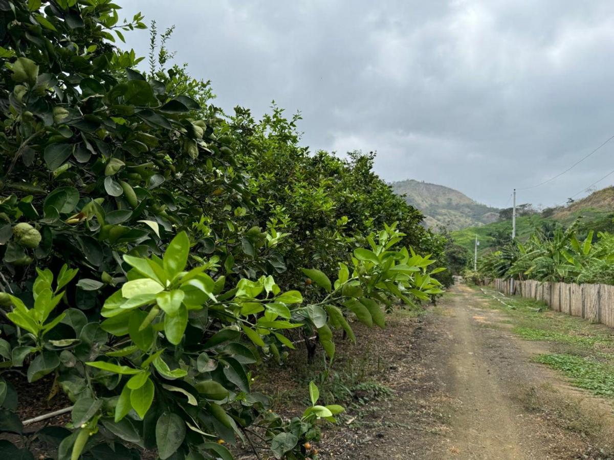 Finca de Venta Via Portoviejo Santa Ana F/a, Manabí — imagen 6