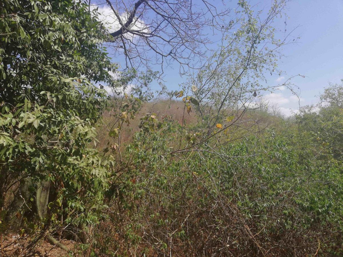 Terreno de Venta Sector El Limón en Portoviejo, Manabí — imagen 3