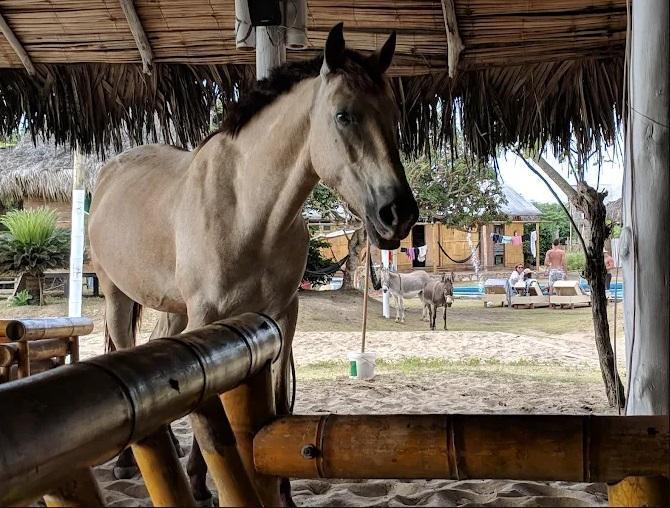 Lotes de Terreno de 600 m² Al Pie del Mar en Venta en Montañita — imagen 3