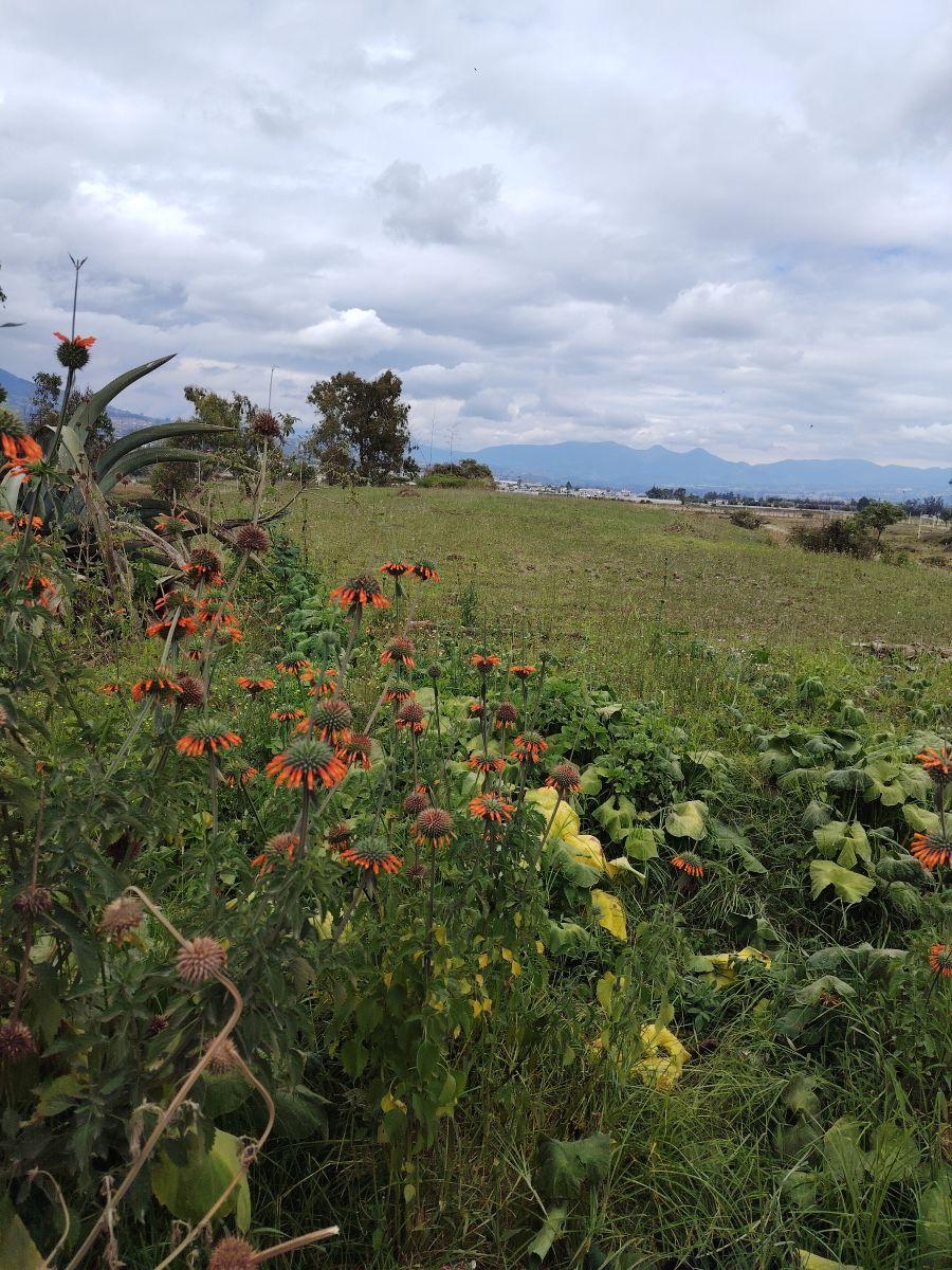 De Venta 6 Hectáreas de Terreno en Chaltura, Imbabura — imagen 8