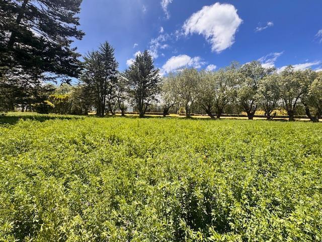 Vendo 3 Lotes en Checa — imagen 6