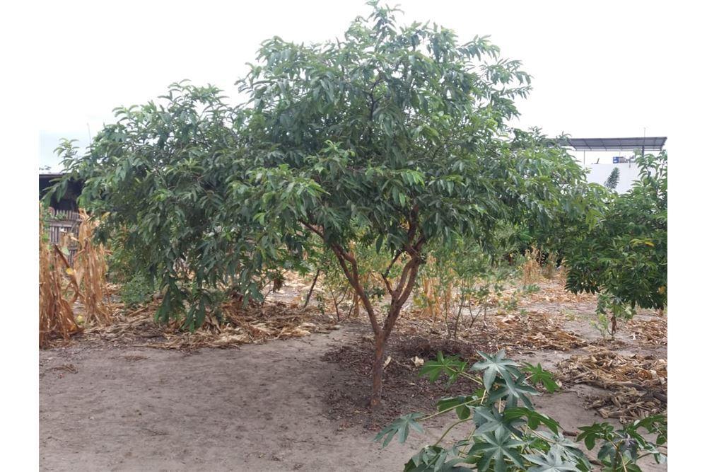 Terreno de Venta en Manta Zona Norte Manabi, Manabí — imagen 9
