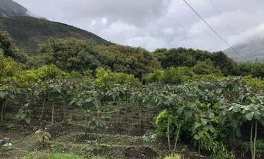 Terreno en venta en Patate — imagen 5