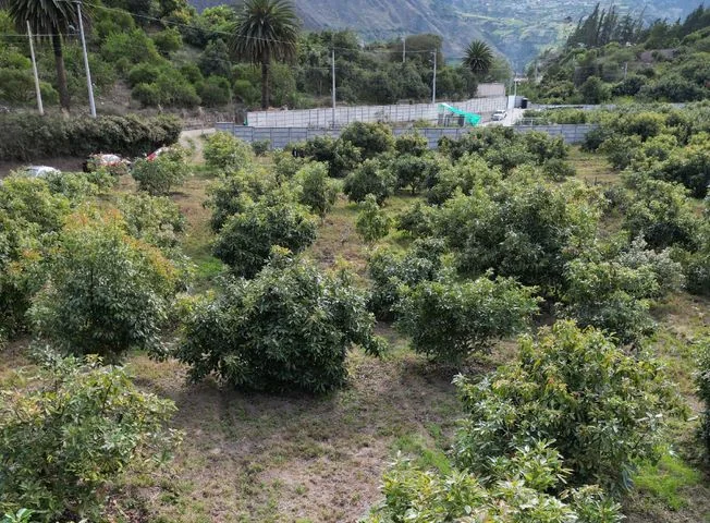 Terreno en venta en Patate — imagen 2