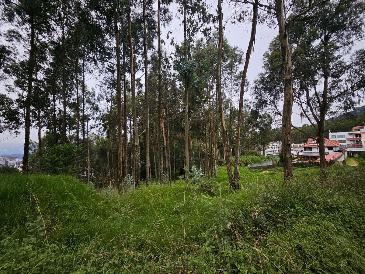 Terreno en Urbanizacion - Mariscal Sucre - Occidental — imagen 8