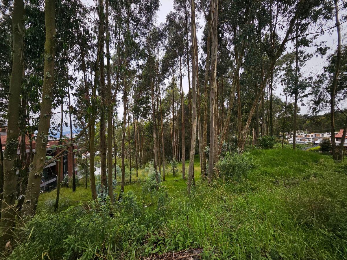 Terreno en Urbanizacion - Mariscal Sucre - Occidental — imagen 6
