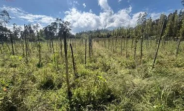 Terreno en venta en Cotacachi — imagen 4