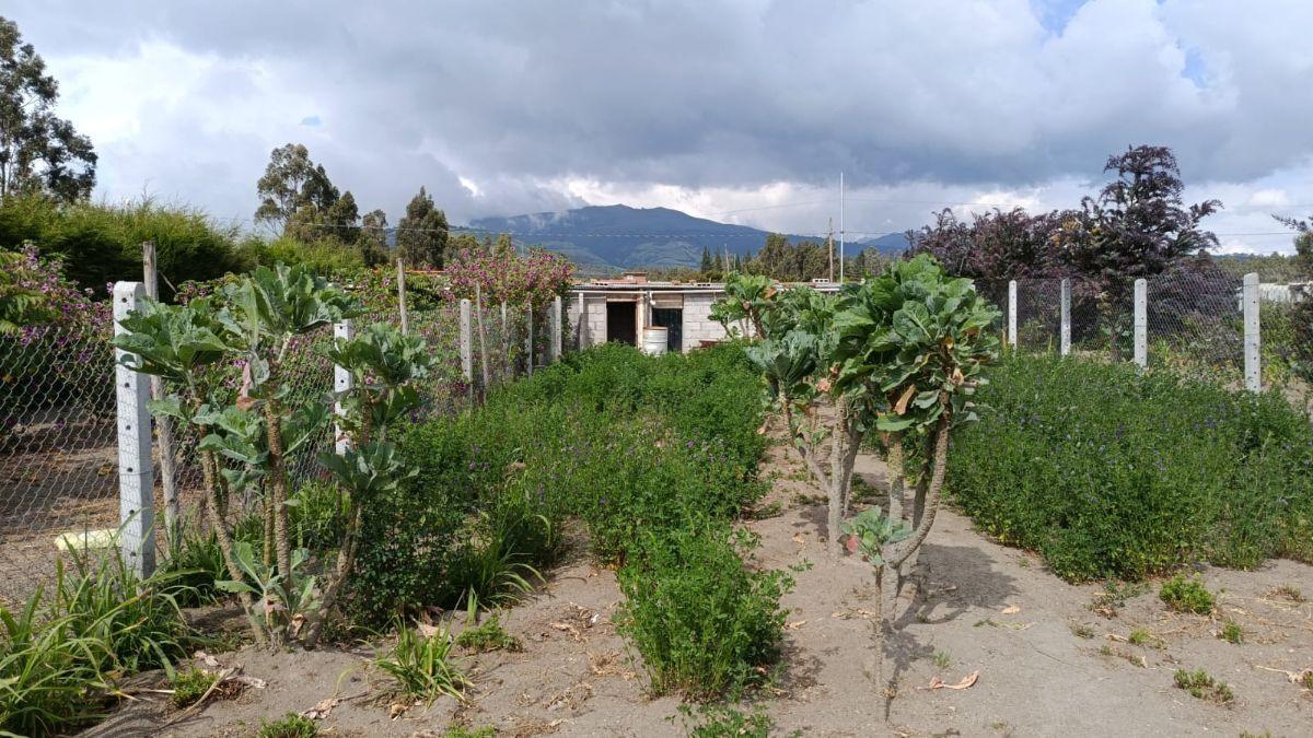 Venta Terreno Malchingui, Buena Esperanza 3030 m² — imagen 3